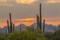 Arizona, Saguaro NP Sunset on desert landscape by Cathy - Gordon Illg - Item # VARPDXUS03BJY0222